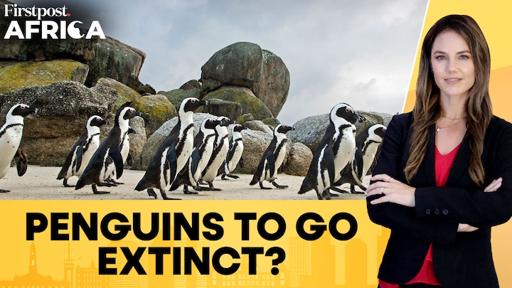 South Africa: Scientists Raise Alarm as Native Penguins Go Nearly