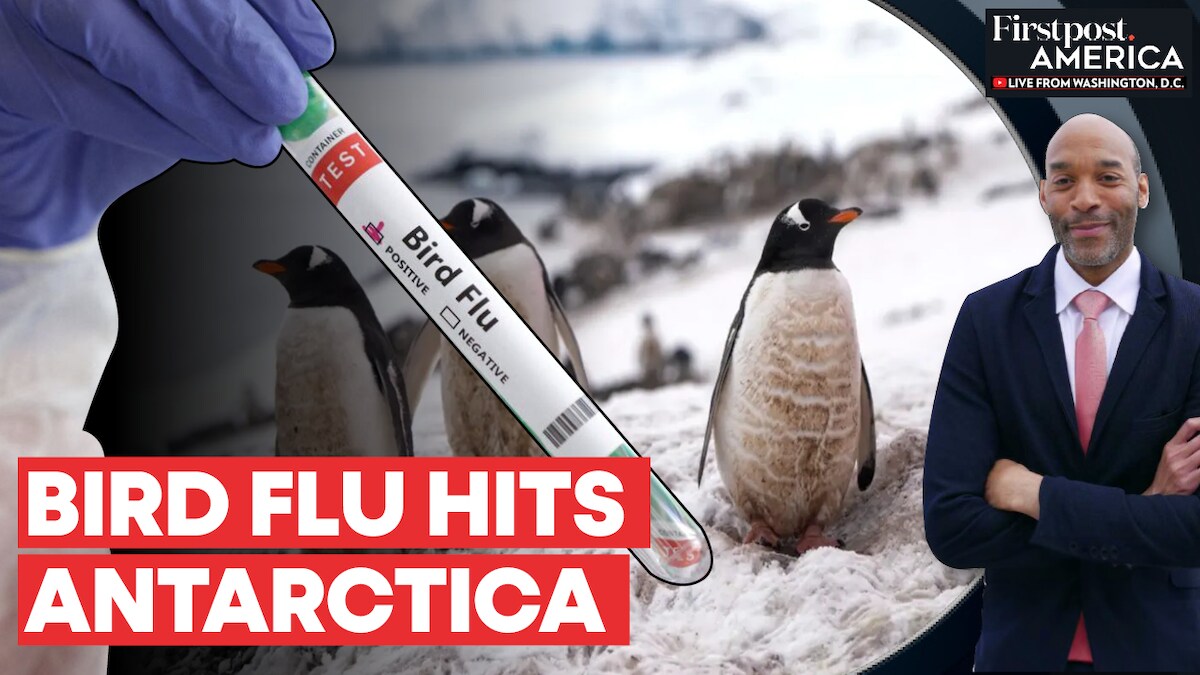 Scientists Confirm Cases of Bird Flu in Mainland Antarctica for First Time