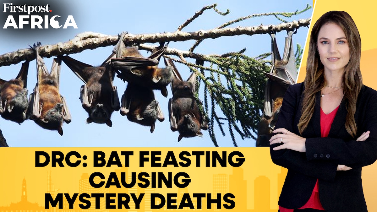 DR Congo: "Mystery" Illness Kills Over 50 After Children Ate Bat ...