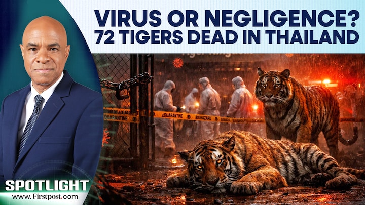 Thailand: 72 Tigers Die In 2 Weeks Due To Illness in Tourist Park, Investigation Underway |Spotlight Firstpost Image