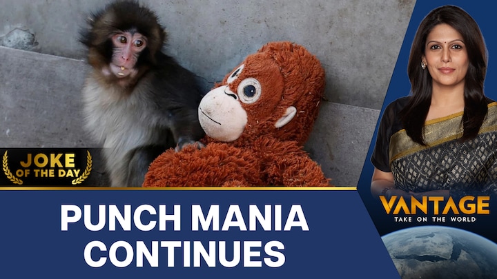 The Punch Phenomenon: How One Baby Monkey Went Viral | Vantage with Palki Sharma The Punch Phenomenon: How One Baby Monkey Went Viral | Vantage with Palki Sharma