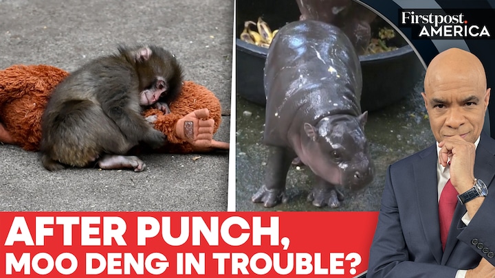 Thailand: Fans Concerned Over Moo Deng’s Living Conditions, Zoo Issues Statement | Firstpost America Thailand: Fans Concerned Over Moo Deng’s Living Conditions, Zoo Issues Statement | Firstpost America