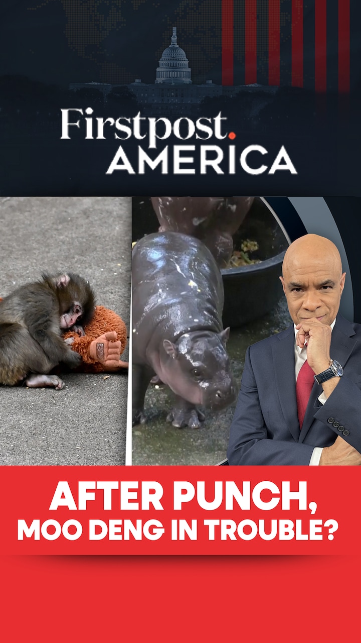 After Punch, Moo Deng In Trouble? | Firstpost America After Punch, Moo Deng In Trouble? | Firstpost America
