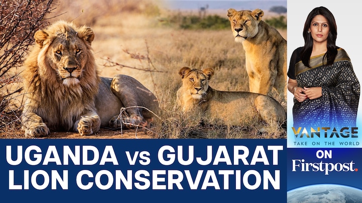 Uganda's Lion Population Plunges | Gujarat Model the Solution?