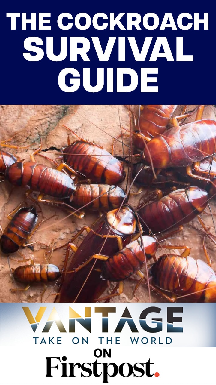 How to Conquer the World: Cockroach Survival Guide