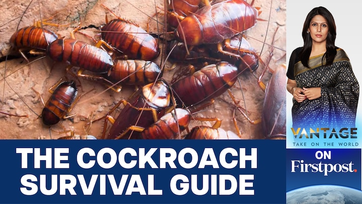 How to Conquer the World: Cockroach Survival Guide
