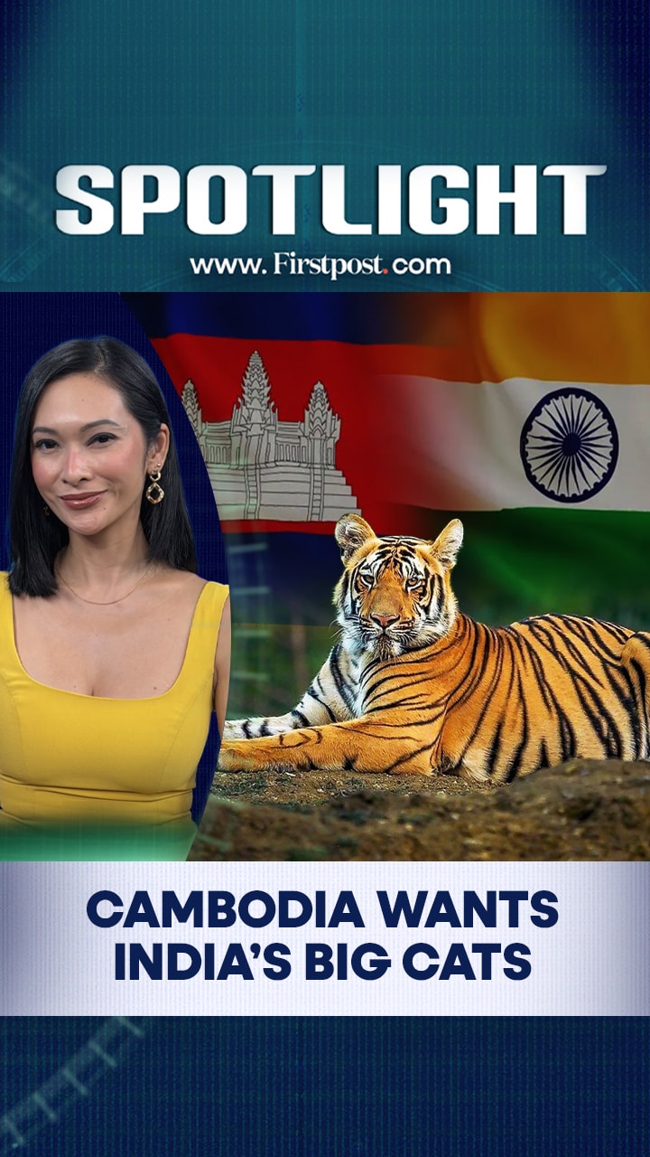 Cambodia Wants India's Big Cats | Spotlight Cambodia Wants India's Big Cats | Spotlight