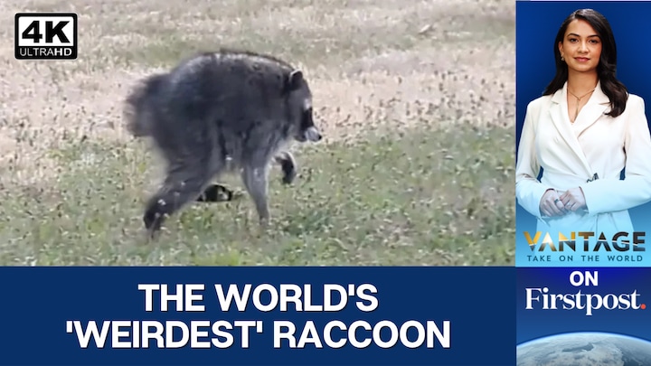 Exquisite Meet Jimothy, The Seattle Raccoon Who Is Taking Over The Internet Photo Nature