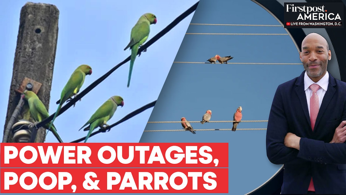 Argentina: Thousands of Parrots Invade Coastal Town Amid Rampant ...