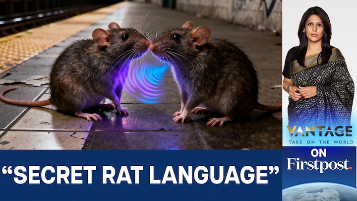  New York's rat problem, do rodents speak their own language | Vantage with Palki Sharma