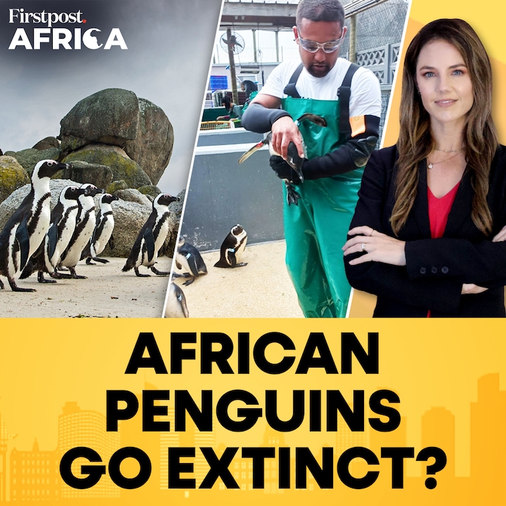 The endangered Penguins reaches near extinction with few thousand pairs left | Firstpost Africa
