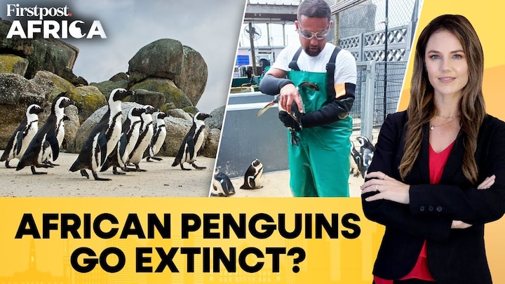The endangered Penguins reaches near extinction with few thousand pairs left | Firstpost Africa