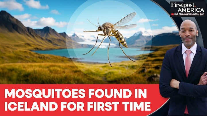 Mosquitoes Found In Iceland For First Time | Firstpost America