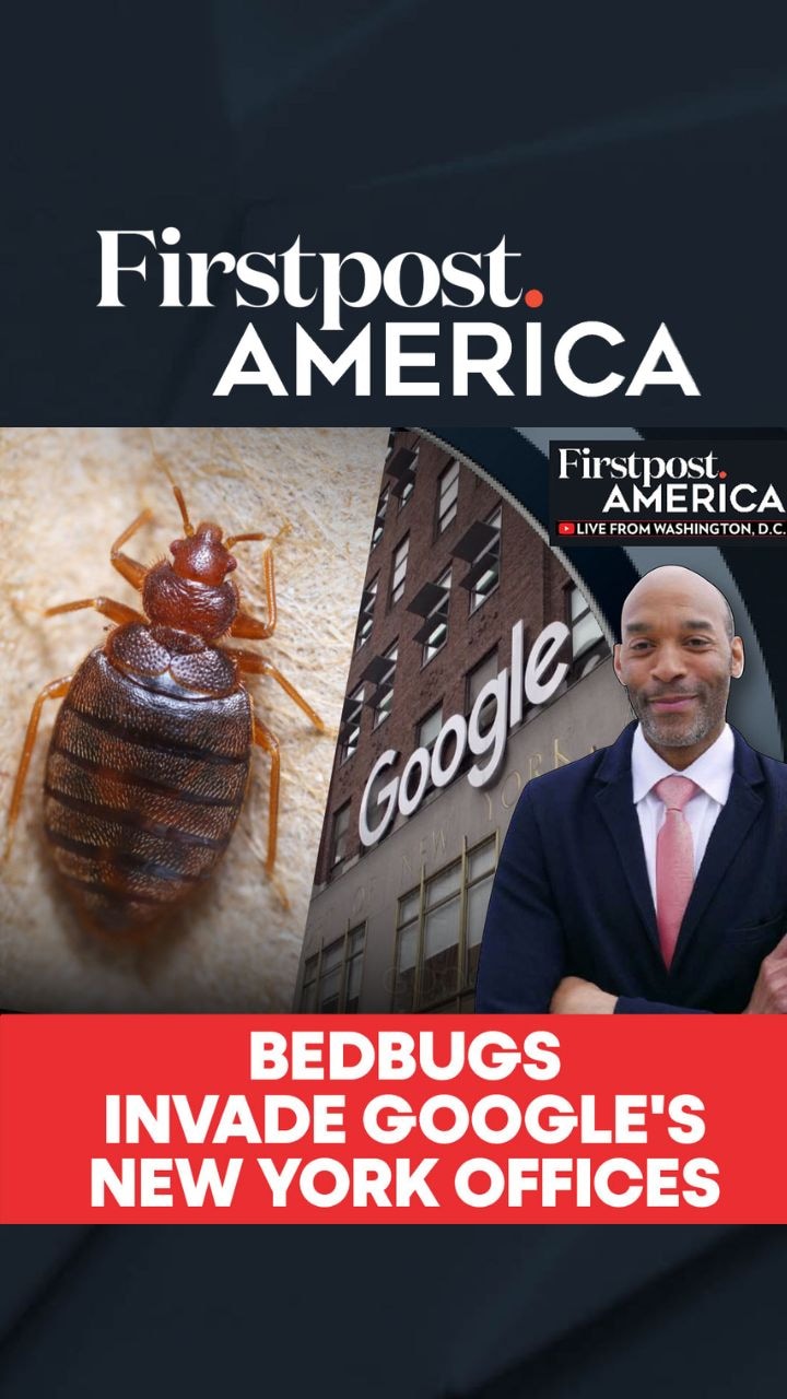 Bedbugs Invade Google's New York Offices | Firstpost America  